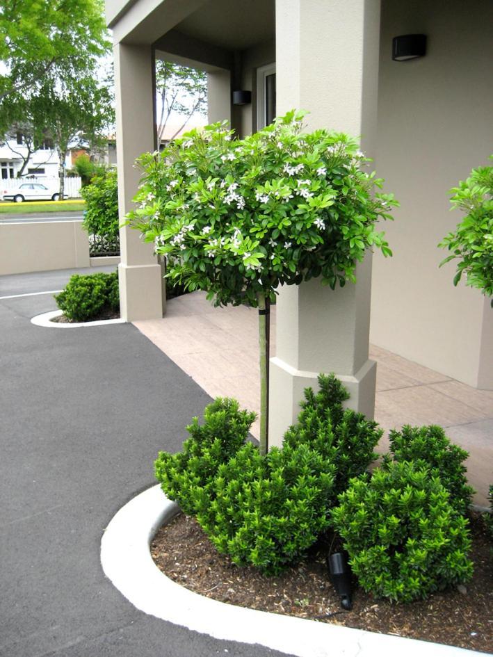 Salerno Motel Apartments Christchurch Esterno foto Gardenia